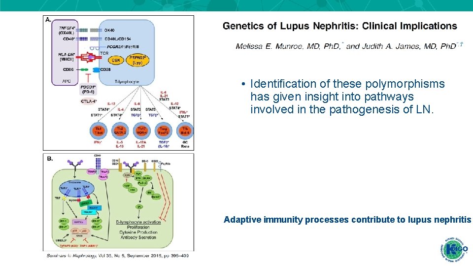 • Identification of these polymorphisms has given insight into pathways involved in the • Identification of these polymorphisms has given insight into pathways involved in the