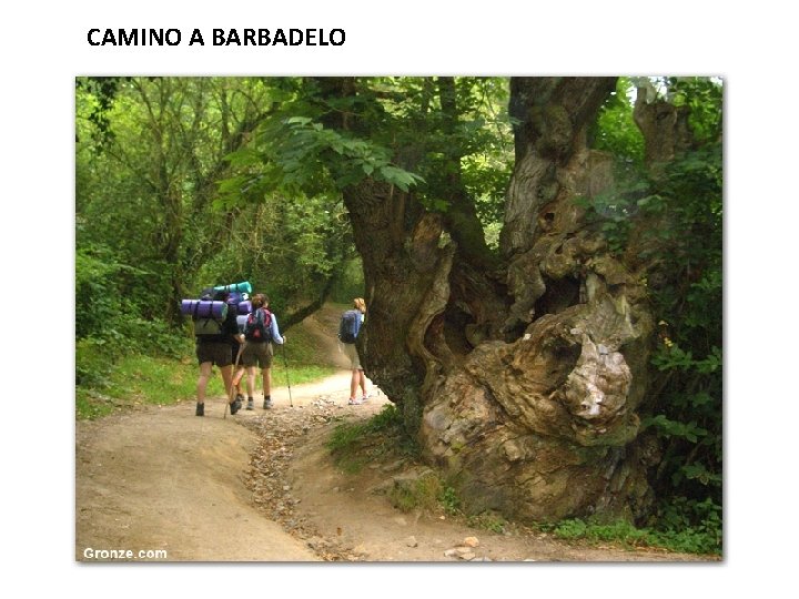 CAMINO A BARBADELO 
