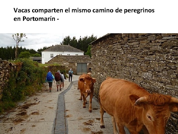 Vacas comparten el mismo camino de peregrinos en Portomarín - 