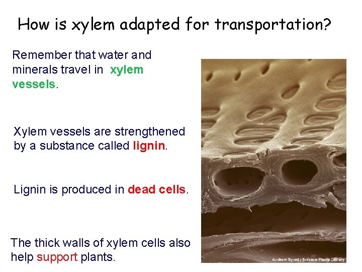 How is xylem adapted for transportation? Remember that water and minerals travel in xylem