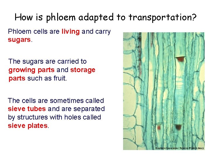 How is phloem adapted to transportation? Phloem cells are living and carry sugars. The