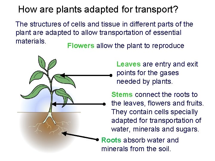 How are plants adapted for transport? The structures of cells and tissue in different