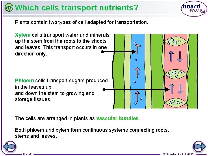 Which cells transport nutrients? Plants contain two types of cell adapted for transportation. Xylem