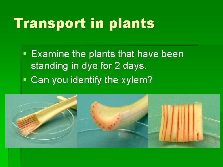 Transport in plants § Examine the plants that have been standing in dye for