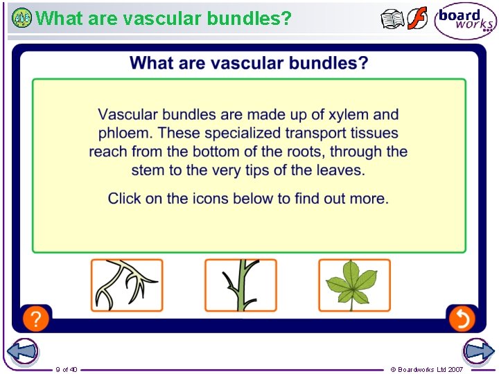 What are vascular bundles? 9 of 40 © Boardworks Ltd 2007 