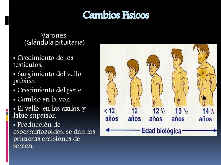 Cambios Físicos Varones: (Glándula pituitaria) • Crecimiento de los testículos. • Surgimiento del vello