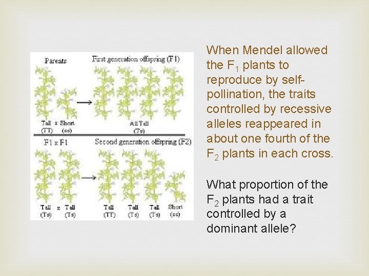 When Mendel allowed the F 1 plants to reproduce by selfpollination, the traits controlled