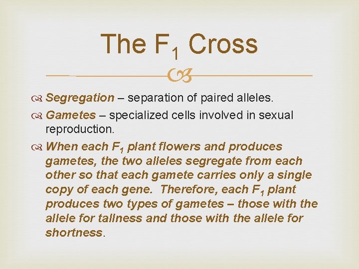 The F 1 Cross Segregation – separation of paired alleles. Gametes – specialized cells