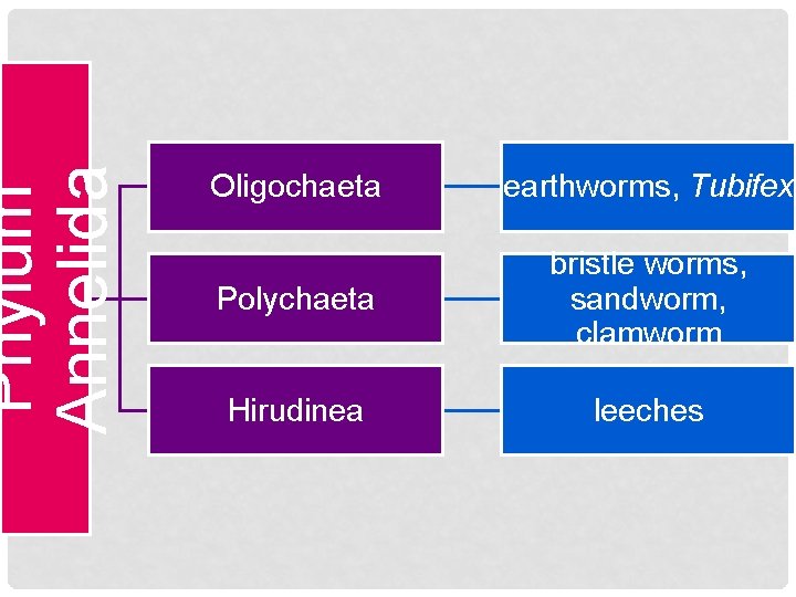 Phylum Annelida Oligochaeta earthworms, Tubifex Polychaeta bristle worms, sandworm, clamworm Hirudinea leeches 