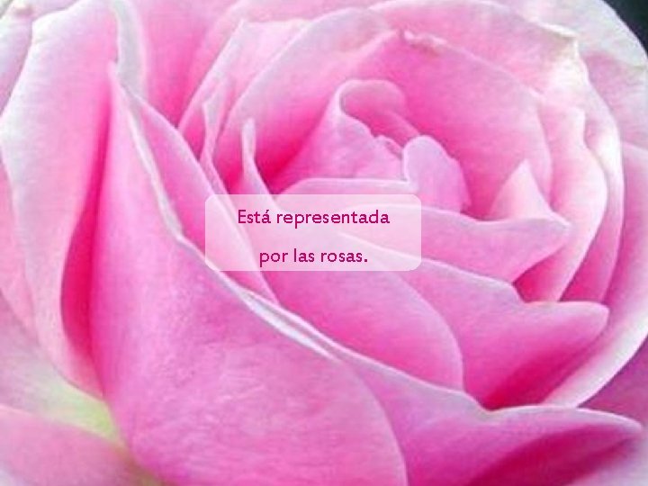 Está representada por las rosas. 