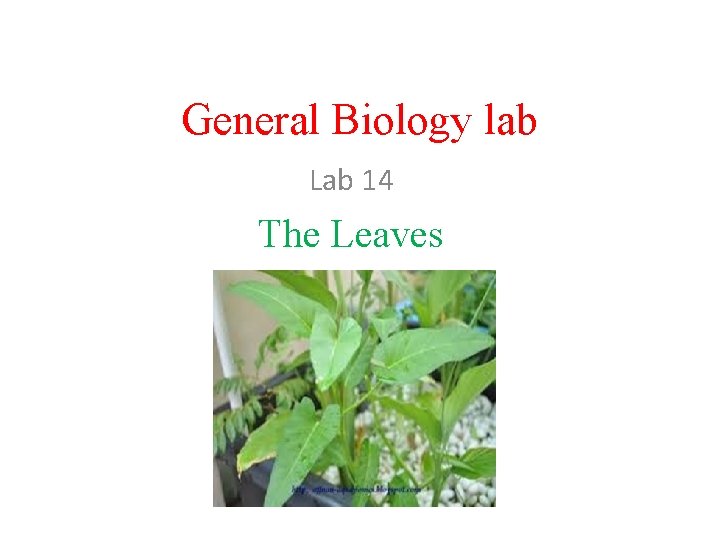 General Biology lab Lab 14 The Leaves 