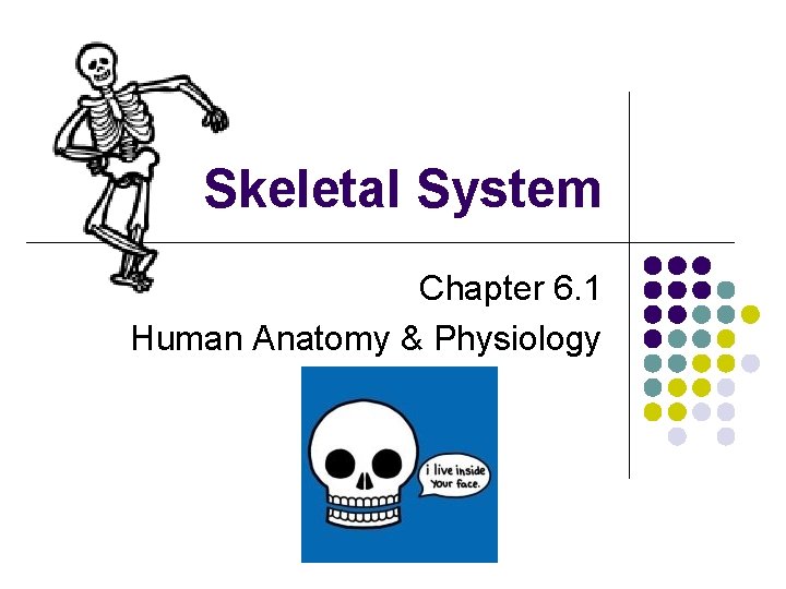 Skeletal System Chapter 6. 1 Human Anatomy & Physiology 