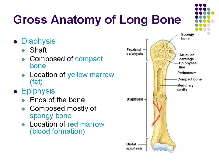 Gross Anatomy of Long Bone l Diaphysis l l Shaft Composed of compact bone