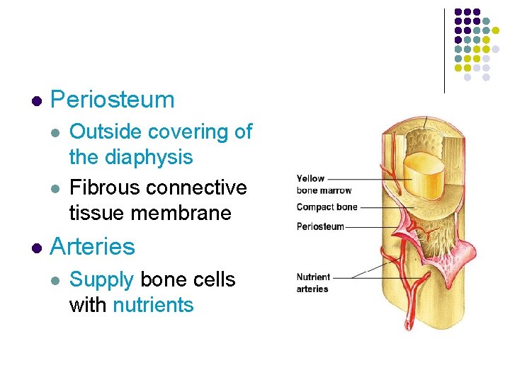 l Periosteum l l l Outside covering of the diaphysis Fibrous connective tissue membrane