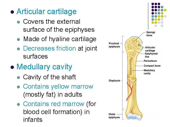 l Articular cartilage l l Covers the external surface of the epiphyses Made of