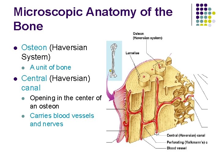 Microscopic Anatomy of the Bone l Osteon (Haversian System) l l A unit of