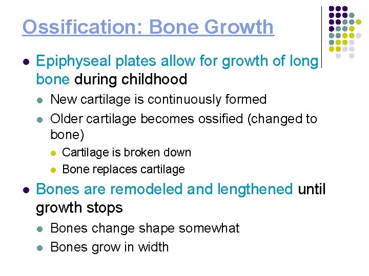 Ossification: Bone Growth l Epiphyseal plates allow for growth of long bone during childhood
