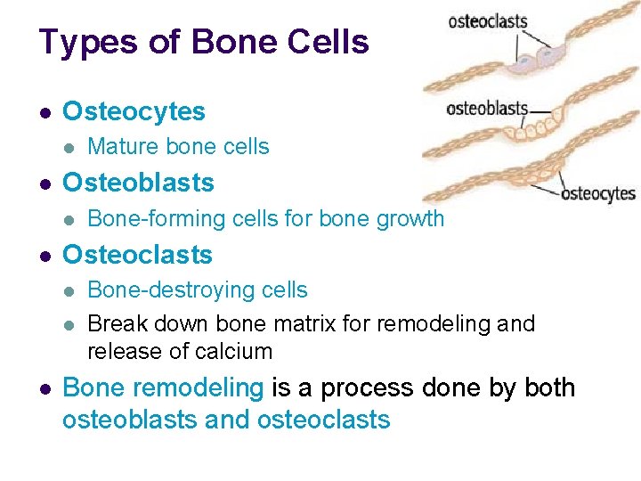 Types of Bone Cells l Osteocytes l l Osteoblasts l l Bone-forming cells for