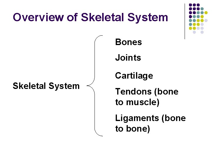 Overview of Skeletal System Bones Joints Cartilage Skeletal System Tendons (bone to muscle) Ligaments