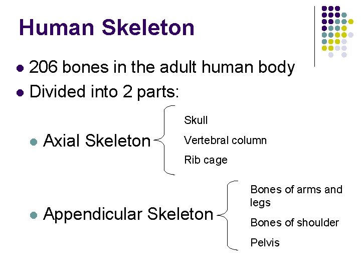 Human Skeleton 206 bones in the adult human body l Divided into 2 parts: