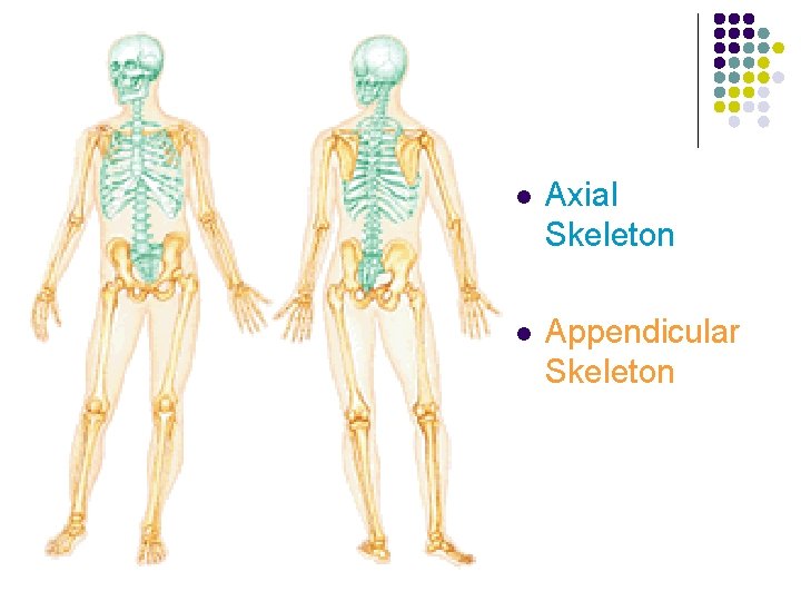 l Axial Skeleton l Appendicular Skeleton 