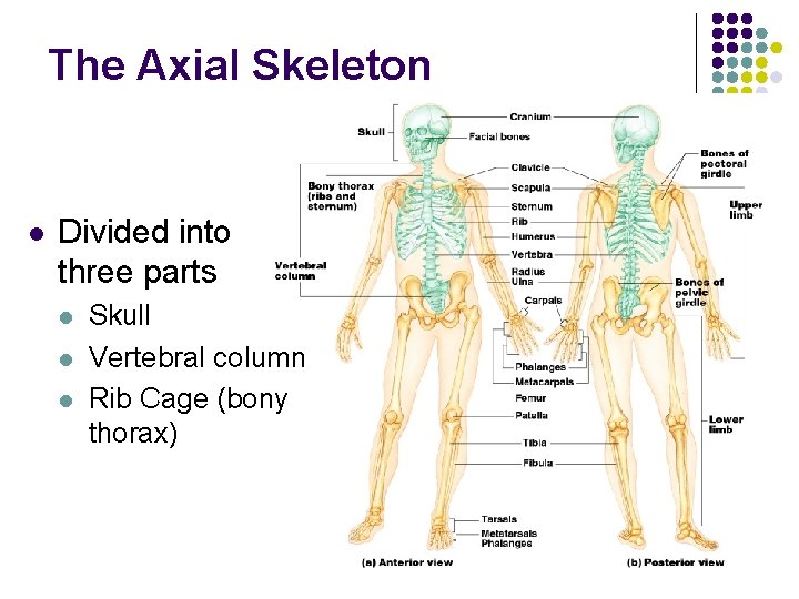 The Axial Skeleton l Divided into three parts l l l Skull Vertebral column