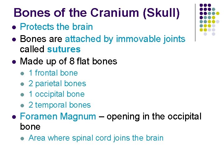 Bones of the Cranium (Skull) l l l Protects the brain Bones are attached