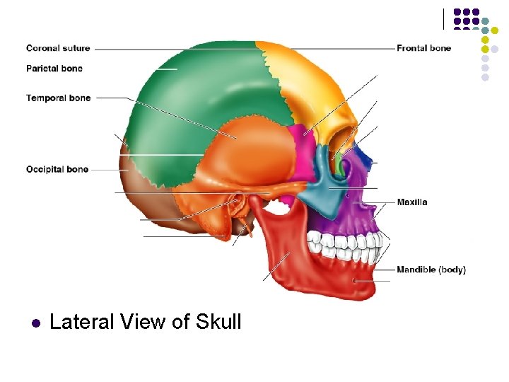 l Lateral View of Skull 