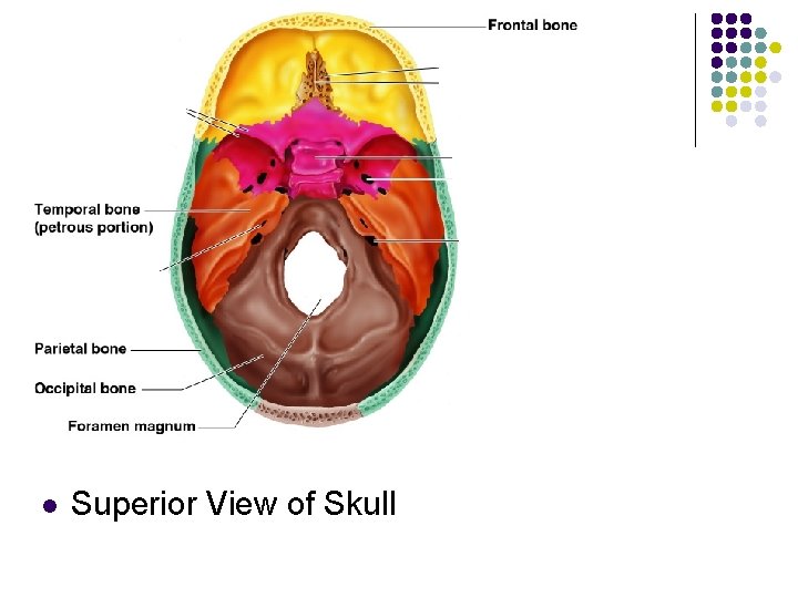 l Superior View of Skull 