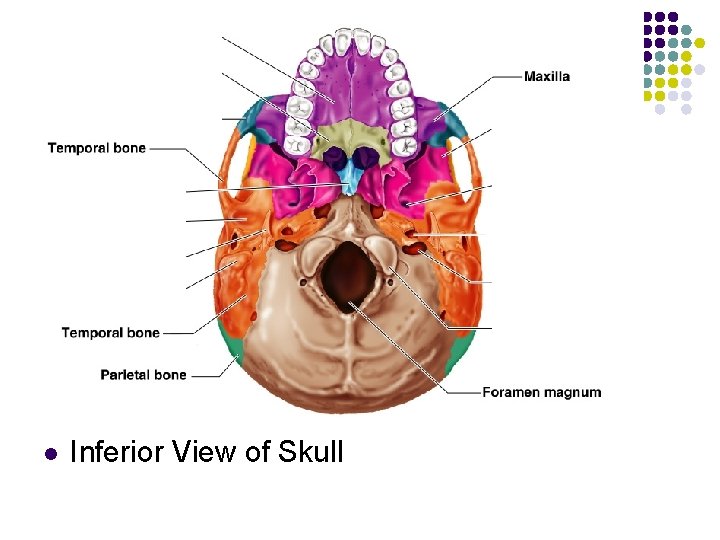 l Inferior View of Skull 
