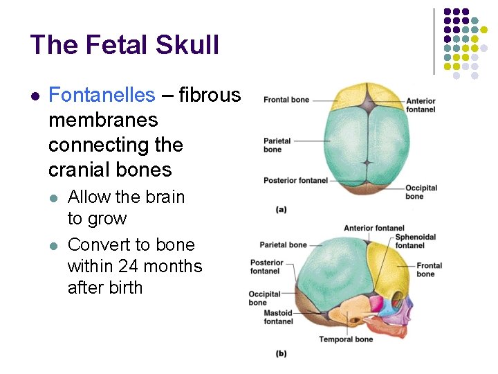 The Fetal Skull l Fontanelles – fibrous membranes connecting the cranial bones l l