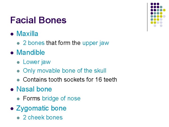 Facial Bones l Maxilla l l Mandible l l Lower jaw Only movable bone