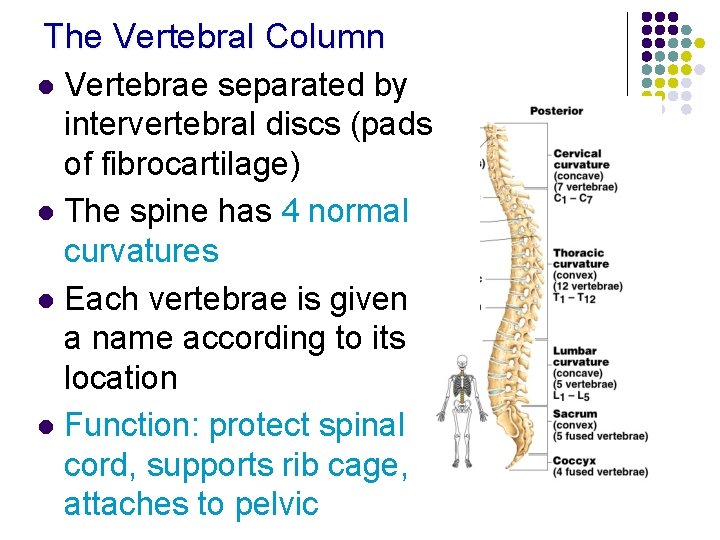 The Vertebral Column Vertebrae separated by intervertebral discs (pads of fibrocartilage) l The spine