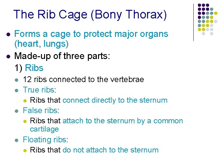 The Rib Cage (Bony Thorax) l l Forms a cage to protect major organs