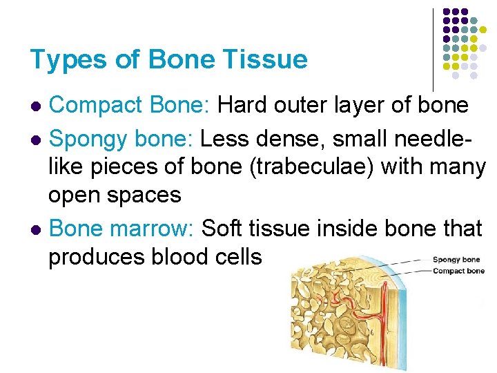 Types of Bone Tissue Compact Bone: Hard outer layer of bone l Spongy bone:
