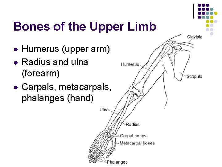 Bones of the Upper Limb l l l Humerus (upper arm) Radius and ulna