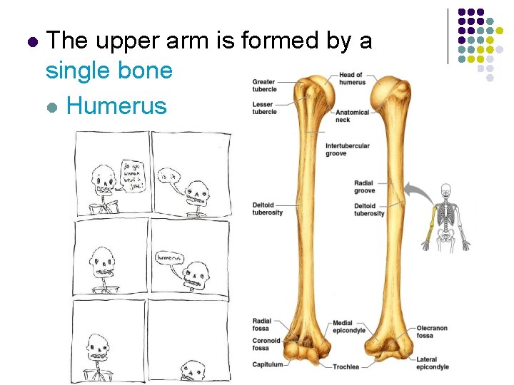 l The upper arm is formed by a single bone l Humerus 
