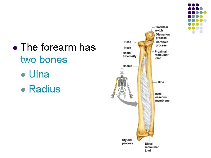 l The forearm has two bones l Ulna l Radius 