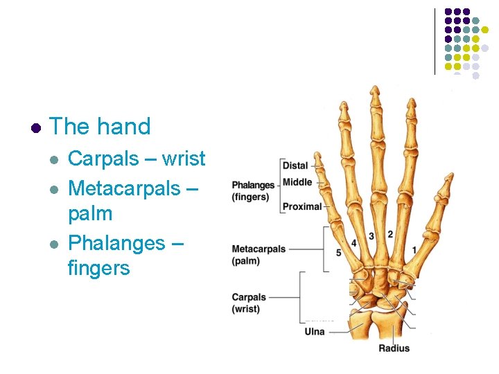 l The hand l l l Carpals – wrist Metacarpals – palm Phalanges –