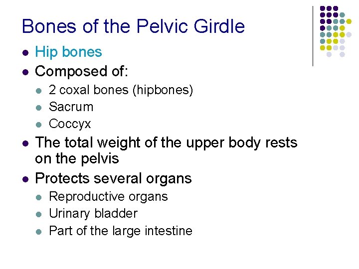 Bones of the Pelvic Girdle l l Hip bones Composed of: l l l