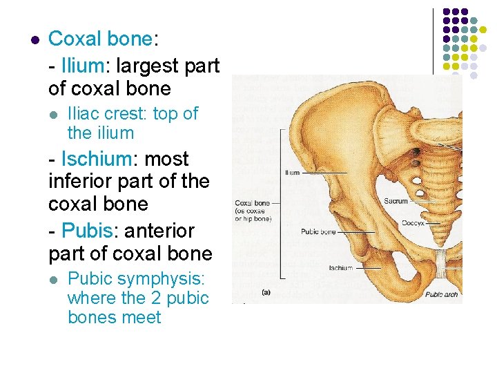 l Coxal bone: - Ilium: largest part of coxal bone l Iliac crest: top