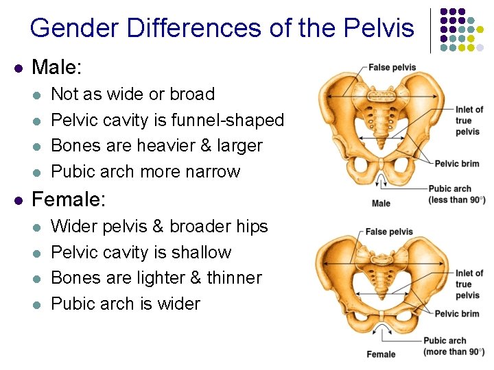 Gender Differences of the Pelvis l Male: l l l Not as wide or