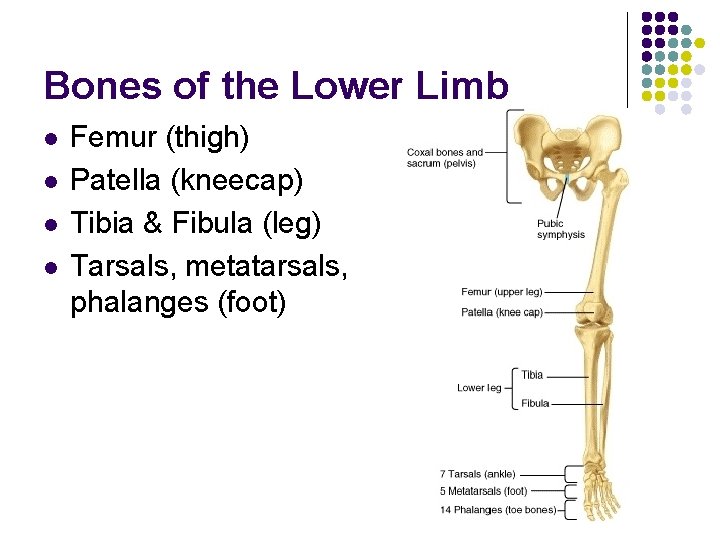 Bones of the Lower Limb l l Femur (thigh) Patella (kneecap) Tibia & Fibula