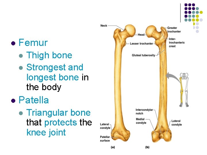 l Femur l l l Thigh bone Strongest and longest bone in the body