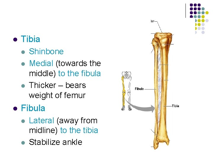 l Tibia l l Shinbone Medial (towards the middle) to the fibula Thicker –