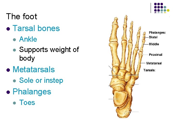 The foot l Tarsal bones l l l Metatarsals l l Ankle Supports weight