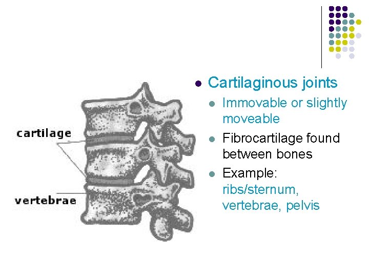 l Cartilaginous joints l l l Immovable or slightly moveable Fibrocartilage found between bones
