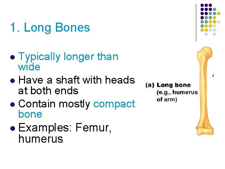 1. Long Bones Typically longer than wide l Have a shaft with heads at