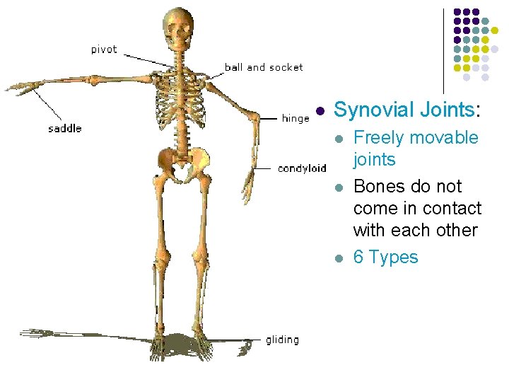 l Synovial Joints: l l l Freely movable joints Bones do not come in