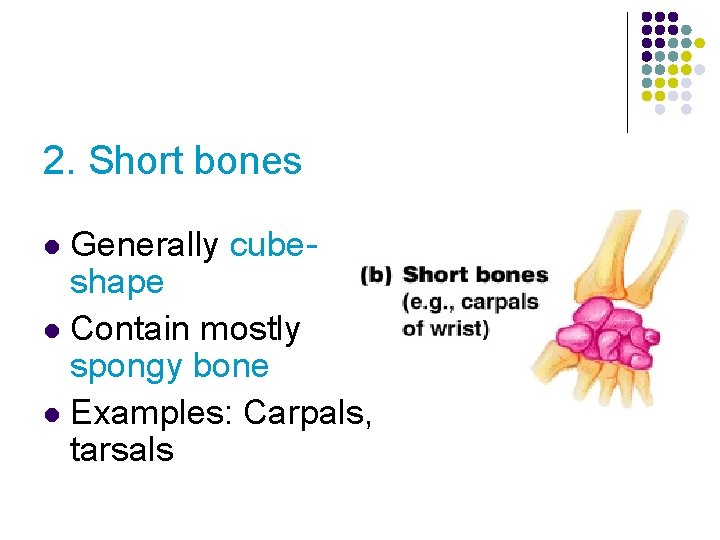 2. Short bones Generally cubeshape l Contain mostly spongy bone l Examples: Carpals, tarsals